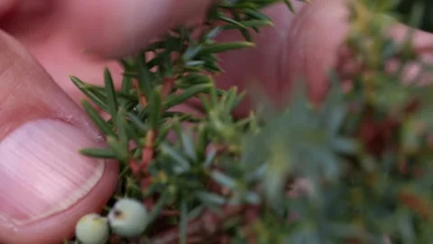 Showing Juniper with berries Stock Footage 148648555