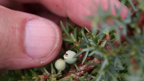 Showing Juniper on the bush with berries Stock Footage 148648559