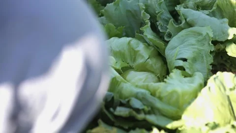 Showing louse in cabbage lettuce Stock Footage 149120568