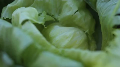 Showing louse in salad Stock Footage 149120559
