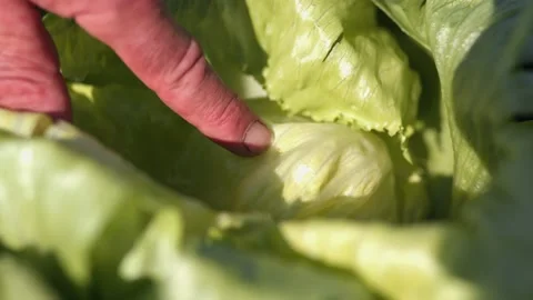 Showing louse in salad Stock Footage 149120592
