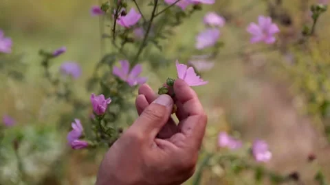 Showing Mallow with hand Stock Footage 148648563