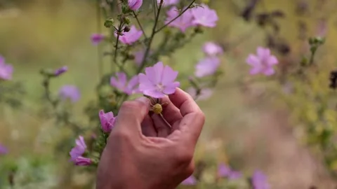 Showing Mallow with hand Stock Footage 148648564