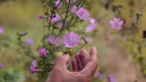 Showing Mallow with hand Stock Footage 148648567