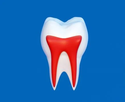 Showing nerves of the molar Stock Illustration