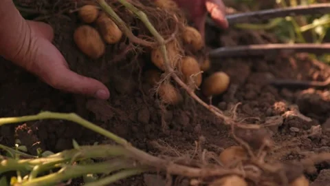 Showing organic potatoes Stock Footage 149124176