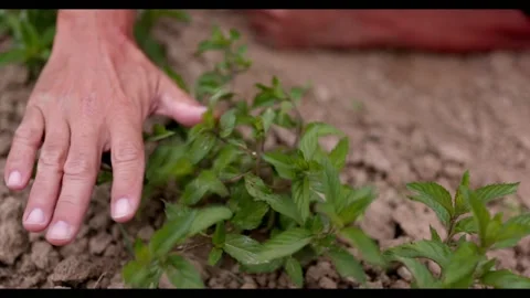 Showing Peppermint in the Garden Stock Footage 148648579