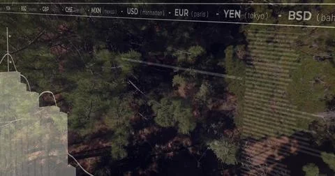 Showing pine canopy casting long shadows over sunny forest, with striped Illustrazione stock