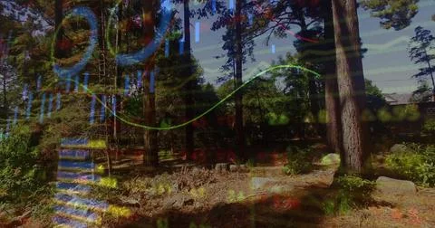 Showing pine clearing in forest displaying trunks, stumps, rocks and data Stock Photos