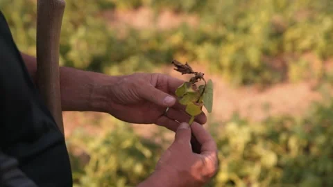 Showing potato blight Stock Footage 149124231