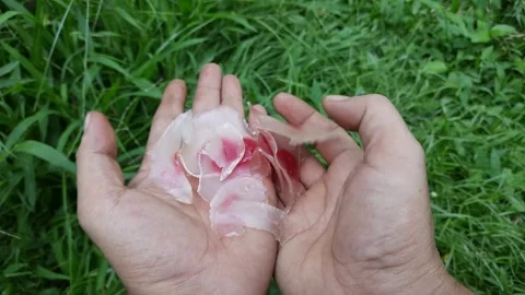 Showing raw crackers Stock Footage 270248692