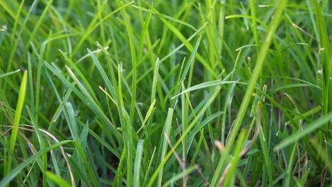 Showing a recently cut and well maintained large lawn in a rural location. Stock Footage 94140269