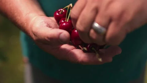 Showing ripe red cherries Stock Footage 149124177