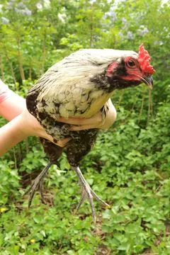 Showing a Rooster Stock Photos