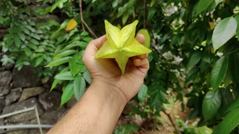 Showing the shape of starfruit Stock Footage 277937014