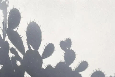 Showing the sharp shadows of a prickly pear cactus cast on a bright, Stock Photos