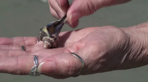 Showing a small whelk Stock Footage 25897472