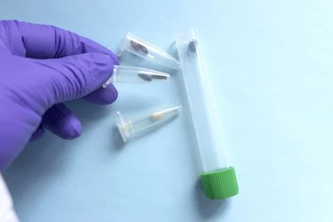 Showing some samples of the different phases of the life cycle of cadaveric.. Stock Photos