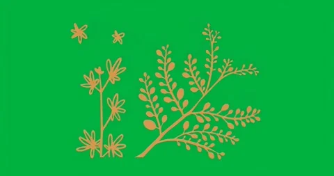 Showing static illustration with orange branch, daisy stem, star blooms on clear Stock Footage 317362294