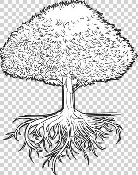 Showing stylized deciduous tree with full foliage and root system in line Stock Illustration