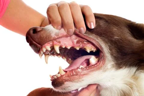 Showing the teeth Stock-Fotos