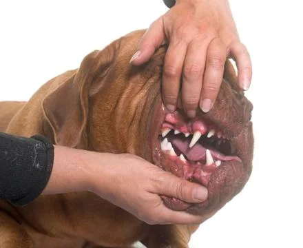 Showing the teeth Stock Photos