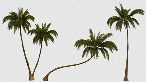 Showing three different tropical palm trees swaying in the wind. Видео 337373792