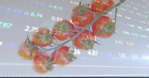 Showing tomato-vine gleaming in studio with calyxes and sheen, showing numbers Stock Photos