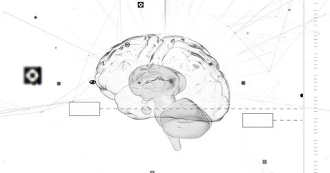 Showing translucent 3D brain rotating on white field, showing network nodes a イラスト素材