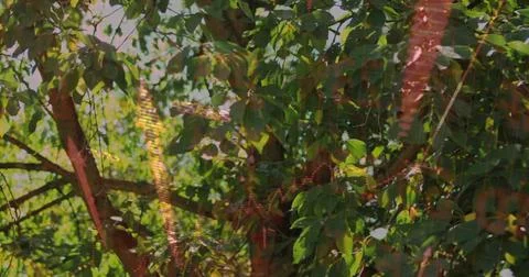 Showing tree branches filtering dappled sunlight in garden, with red bead 스톡 사진