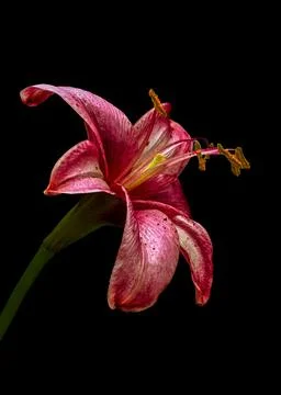 Shown in Shadows Stock-Fotos