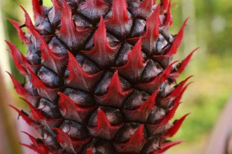 Shows the closeup of a pineapple's surface. The distinct red colour is clearl Stock Photos
