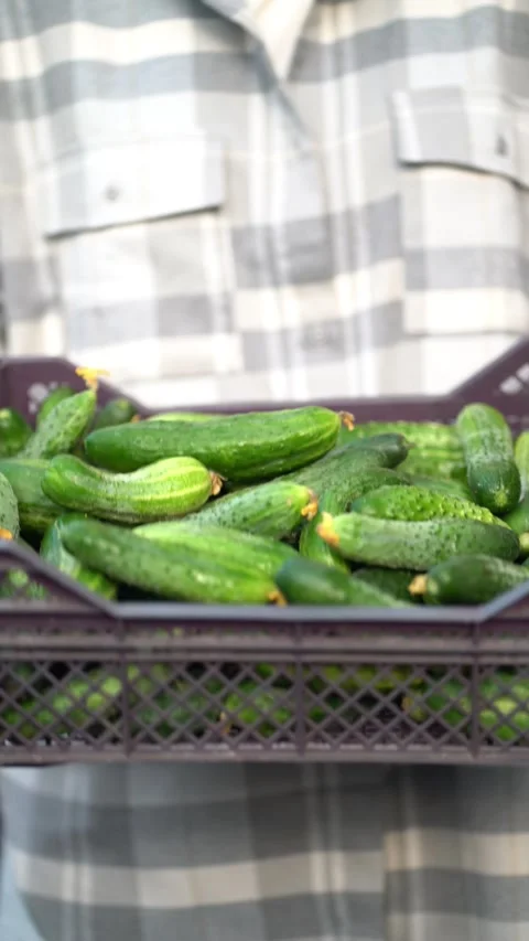 Shows a full plastic crate of freshly harvested green cucumbers Video stock 341902837