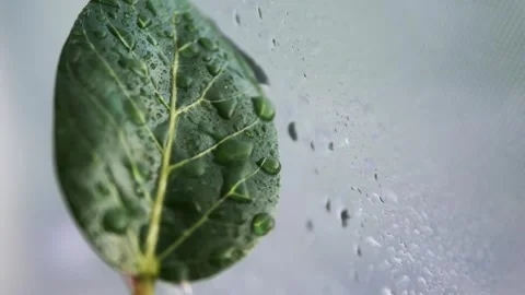 Shows a green leaf being doused with water from a spray bottle The water Vidéo 275199922