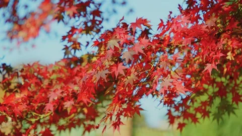 Shows a Japanese Maple tree, specifically its vibrant red leaves. Also known as Stock Footage 304247677