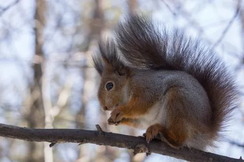 Shows a squirrel on a tree Stock Photos