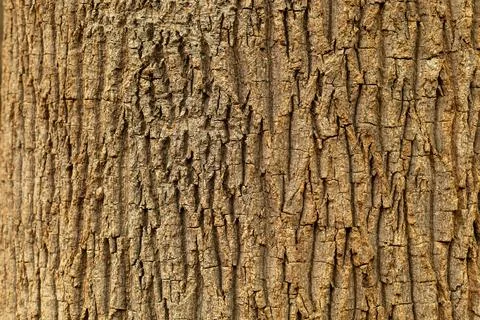 This shows the surface of a tree trunk. The bark has deep lines and cracks. T Stock Photos