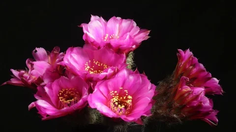 A showy Lobivia cactus time lapse Stock Footage 108735357