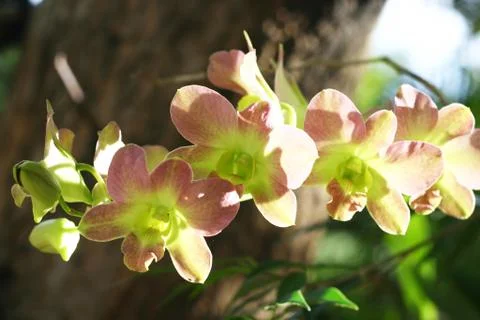 Showy mistletoe Stock Photos