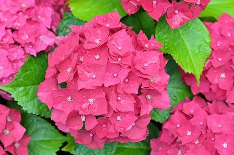 Showy red mophead Hydrangea macrophylla blooms Stock Photos