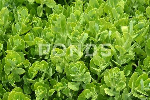 Showy stonecrop Stock Photos