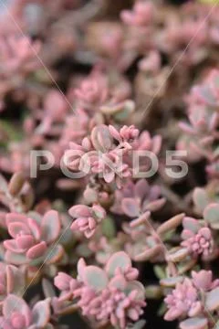 Showy stonecrop Stock Photos