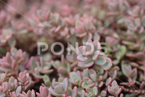 Showy stonecrop Stock Photos