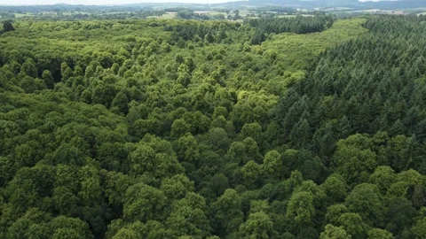 Shrawley Woods Flyover 動画素材 156298069