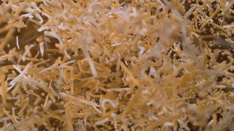 Shredded cheddar cheese flies after being exploded. Slow Motion. Stock Footage 76232785