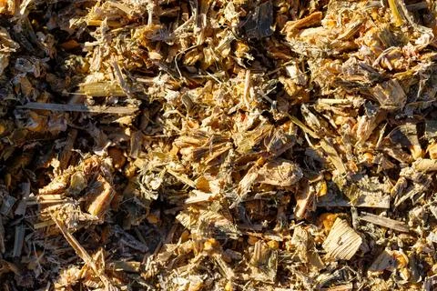 Shredded Corn Stalks and Kernels Stock Photos