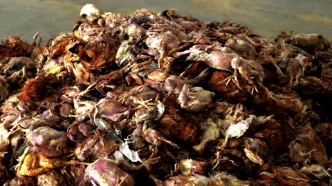 Shredded poultry waste will be processed. Industry. Plant for processing waste Stock Footage 192883892