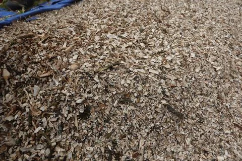 Shredded pruning waste to be used as mulch for the backyard garden. mulchin.. Stock Photos