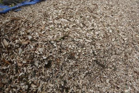 Shredded pruning waste to be used as mulch for the backyard garden. mulchin.. Stock Photos
