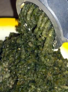 Shredding sea kale Foto stock